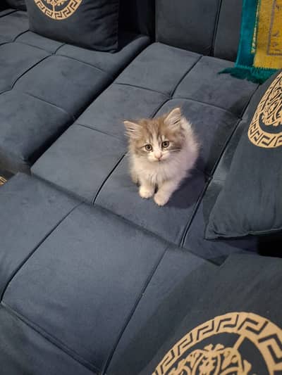 Persian Kitten/Cat for sale