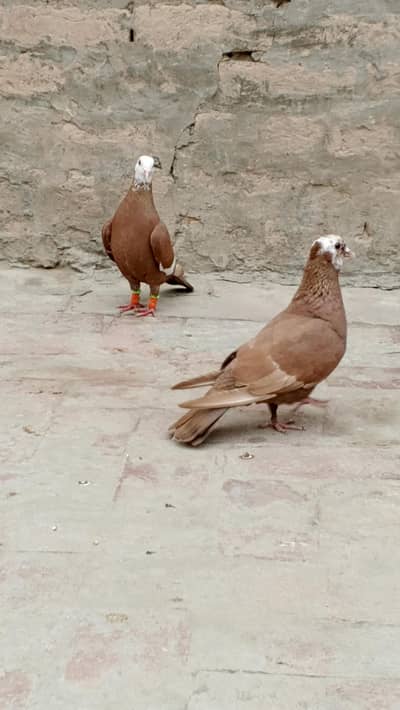 jogi pair 03040073399