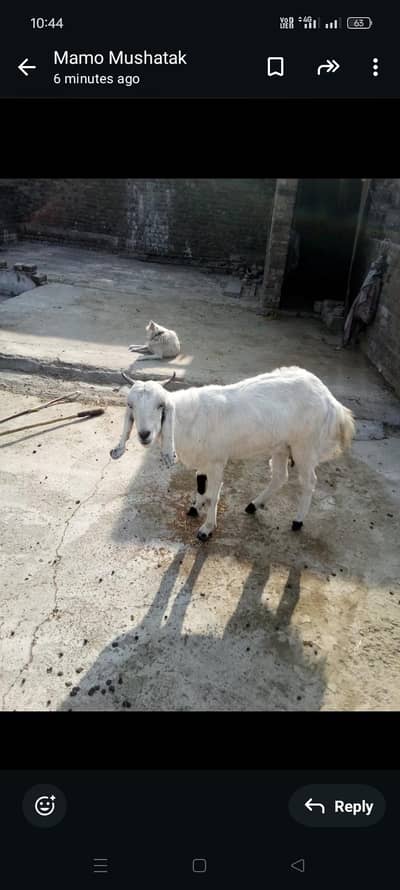 bakri sone wali h