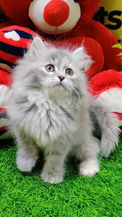 Persian Gray Kittens  | Litter Trained | Doll Face | Punch Face | Ava