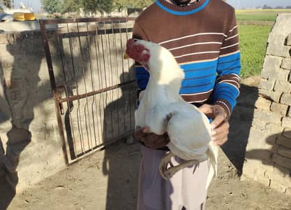 Heera Aseel Paper white Aseel patha for sale Whatsapp 0333=90=37=191