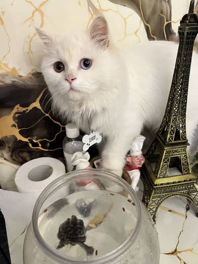 Beautiful persian double coat cat