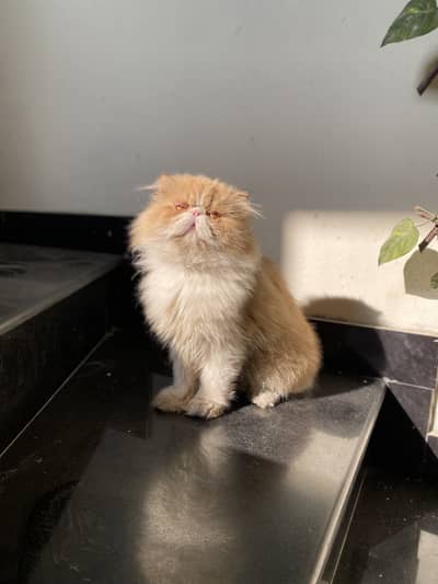 Peke Peki Male for stud service.