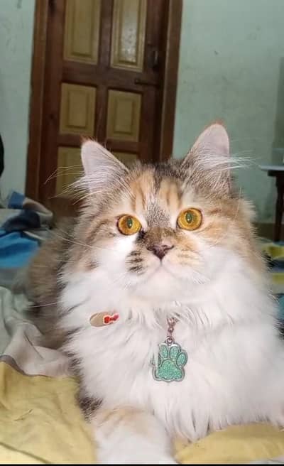 Triple coat persian female kitten