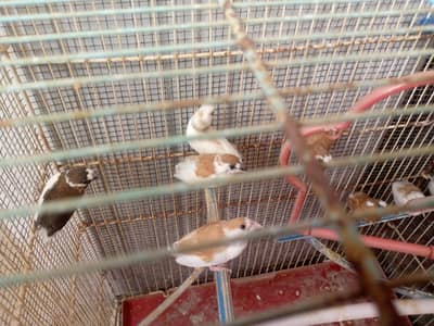 bengales finch (society finch) 10 finch with cage