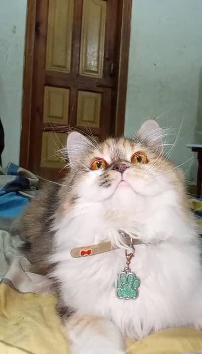 Persian triple coat  female  kitten