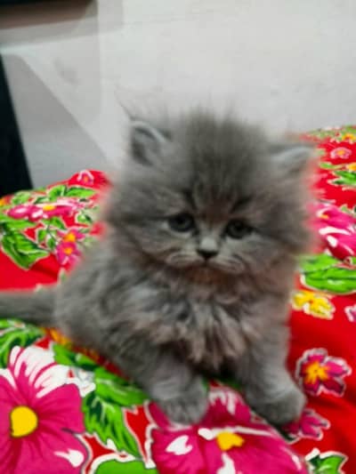 gray kitten active and healthy female for sale