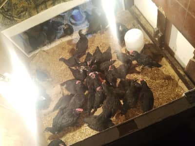 2 month 50 chicks for sale 03215351144