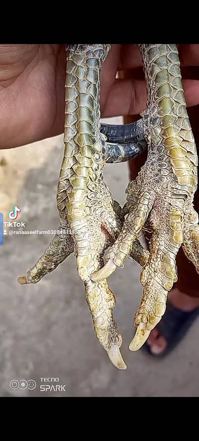 Aseel Burmi Pakoy back footer chicks available