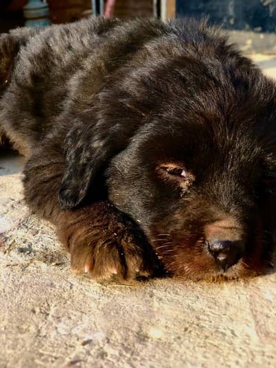 German shepherd  pair