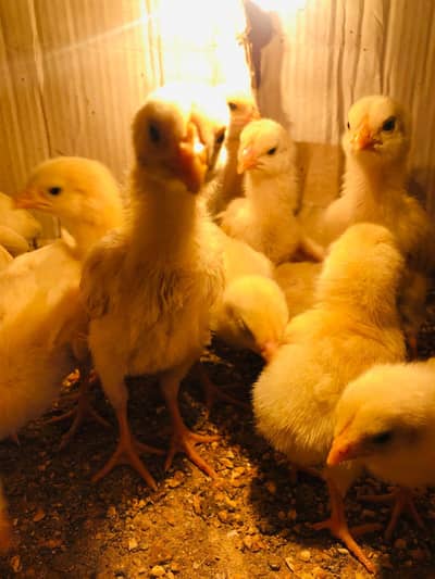 We are selling chick's