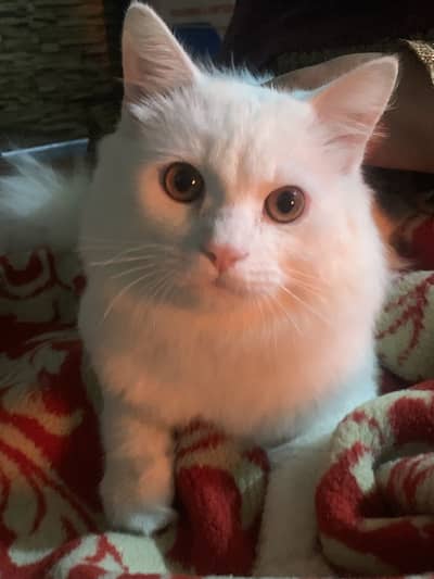 Persian beautiful cat