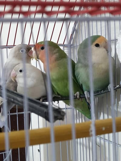 2 pair love bird with cage and boxs