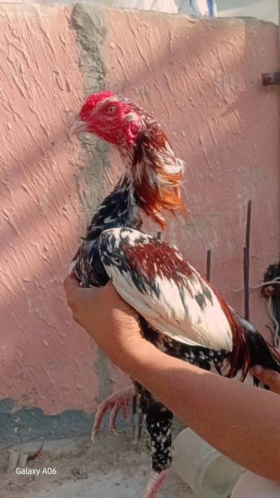 Aseel Murgha & Murghi Pairs