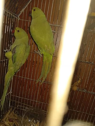 ringnaick pair for sale