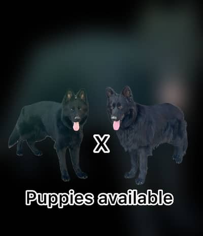 German shepherd Long coat puppies