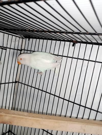 GREEN EUWING OPLINE SPLIT BLUE X ALBINO RED EYES CONFIRMED B2