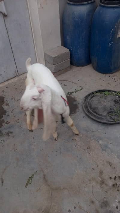 GULABI BAKRO KI JORI