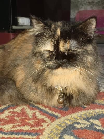 Tortoiseshell Persian doll face cats