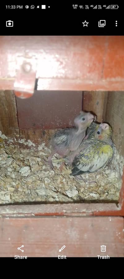 4 cockatiel chicks for handtame