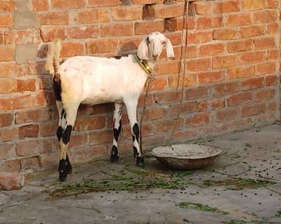bakri for sale 3 adad