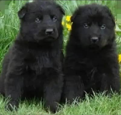 German shepherd puppy