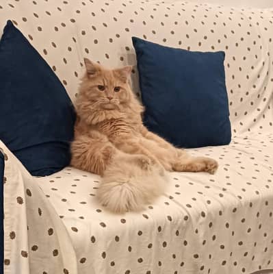 Male cat for mating only