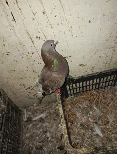 Masha ALLAH Qasid Male