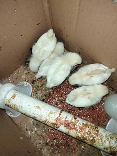 Milifower and japanese bantam 28 day old chicks