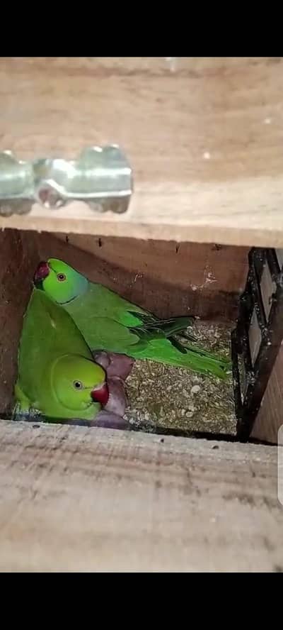 ringneck breeder pair an albino black eye chicks