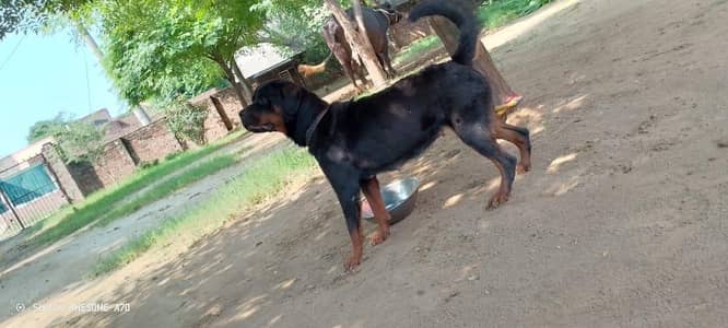 exchange with Pitbull game line puppy