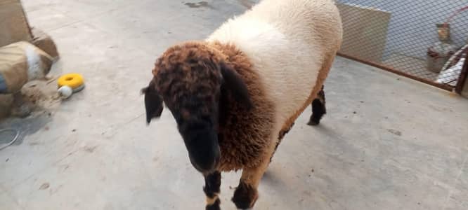 Sheep | Dunba | sheep for sale in karachi