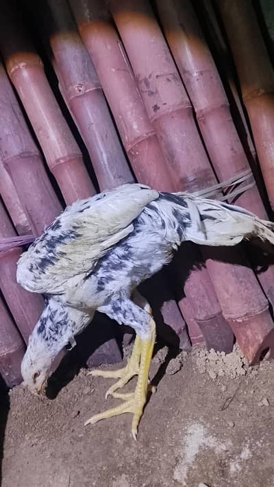 shamo male age 6 months urgent sale