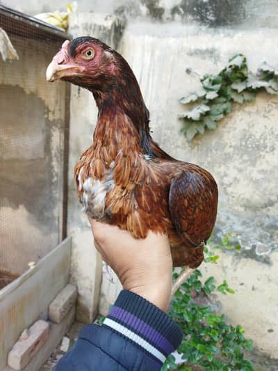 Aseel Healthy And Active Old Blood Ki