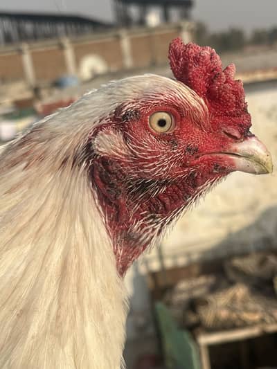 Aseel heera Murga for sale