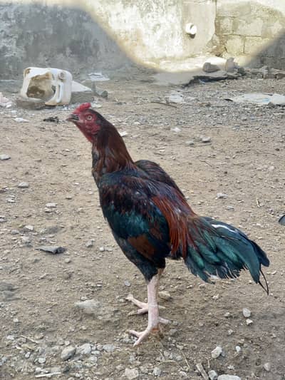 Aseel lakha mianwali patha