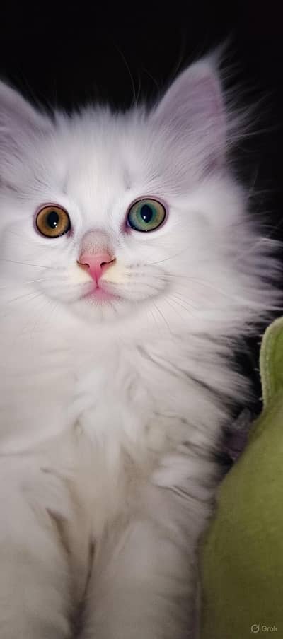 Soft and Fluffy White Kitten — with Unique Odd-Eyes