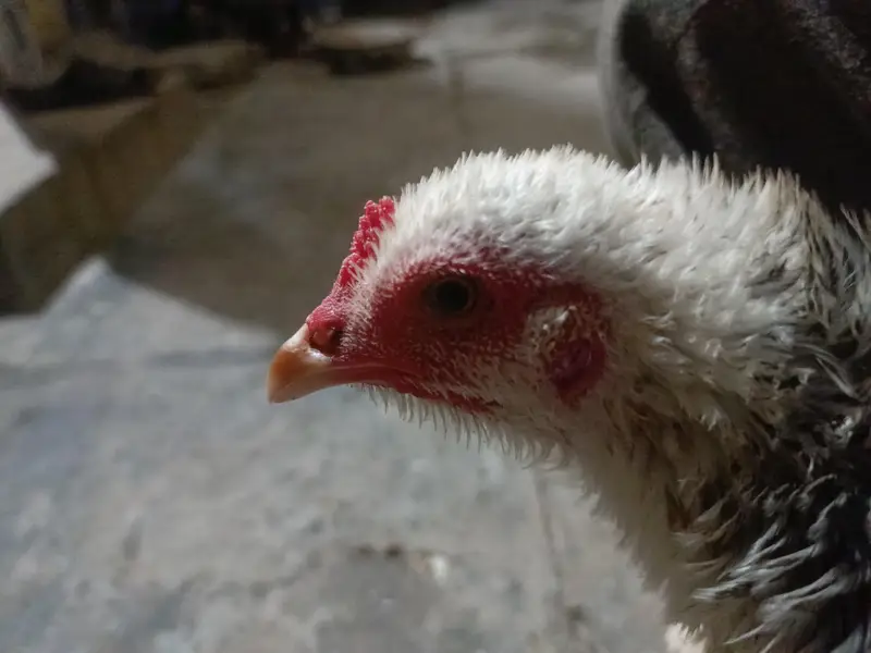 Egg Laying Unique Chicken 7 months — photo 2