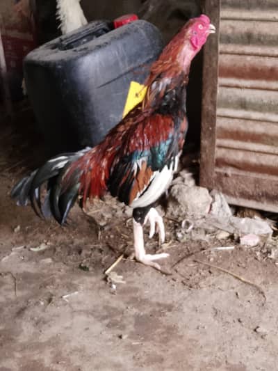 Aseel lakha murga vvip yang