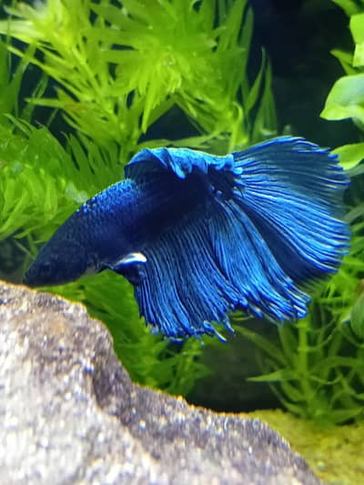 Betta Fish | Solid Royal/Metallic Blue Betta