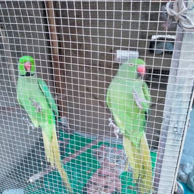 parrots available for sale