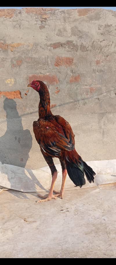 long highted aseel patha