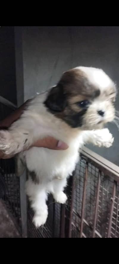 Shihtzu Male puppies