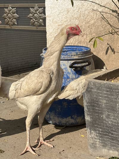 Pure Aseel white shamoo female available