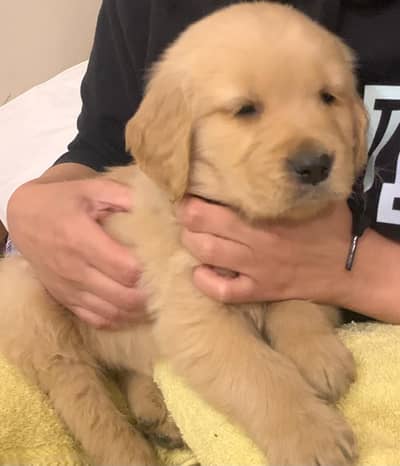 Labrador Retrievers puppies