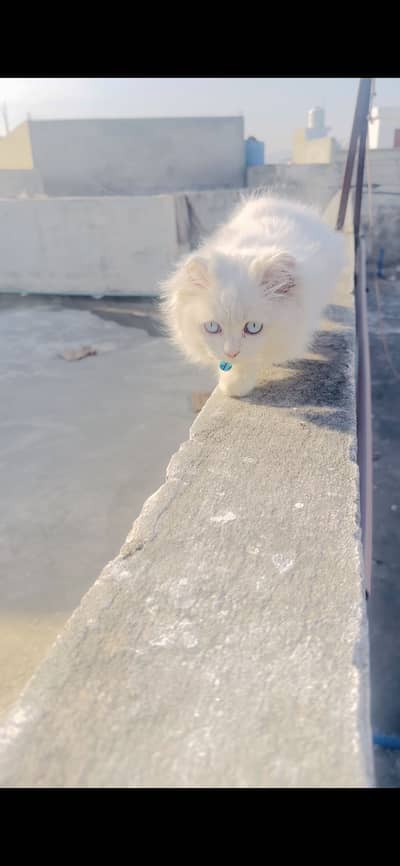 Blue eyes persian kitten