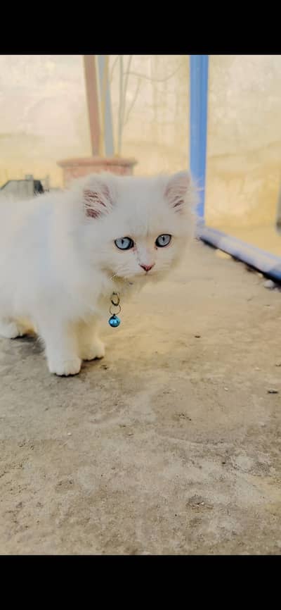 Blue eyes persian kitten