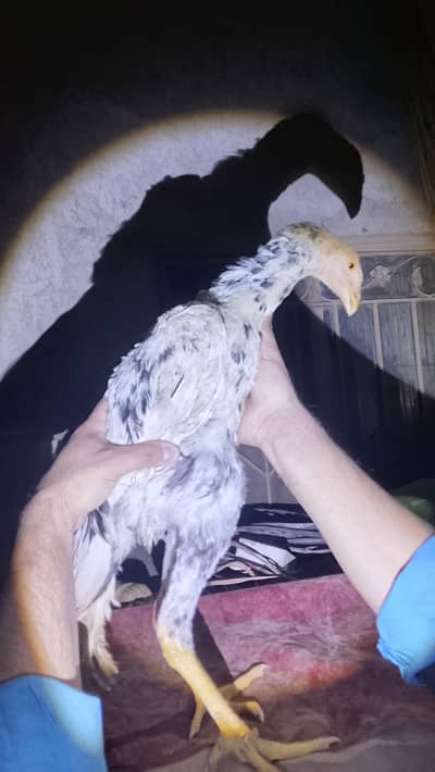 o shamo male age 6 months