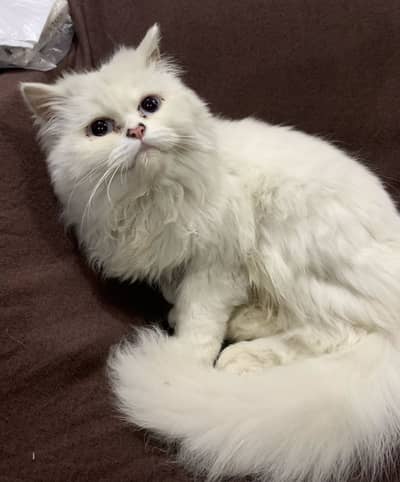Persian female catS