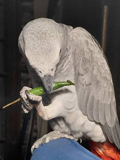 african grey congo 11month